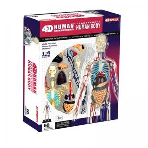 35cm Skeleton 60 Parts Human Anatomy Model Toy 4d Master Homeschool Education