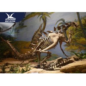 China Museum Exhibition Dinosaur Fossil Replicas Realistic Bone / Dinosaur Skeleton Model supplier