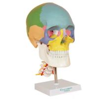 China Parietal Mandible Anatomical Skeleton Model Human Skull Model Medical Demonstration on sale