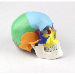 1.0 kg Life Size Human Skull Model Medical Anatomical 19x15x21cm Customized