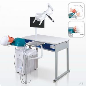 College School Phantom Head Dental Simulator Durable For Dentistry