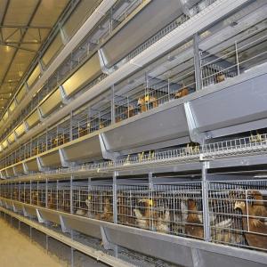 China 4Rows 50000 Hen Layer Chicken Cage Battery System 240 Birds / Cage supplier