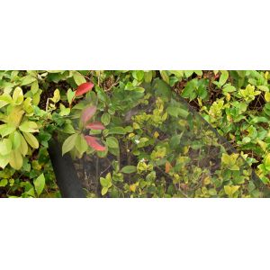 China 100m 14*14 Fiberglass Window Screen Wire Mesh Lock Inside on sale