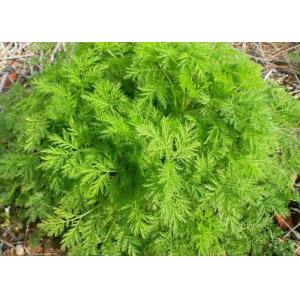 China Food Grade Wormwood Antimalarial Artemisia Annua Extract wholesale