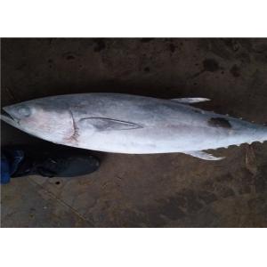 BQF Freezing 6kg Whole Round Frozen Yellowfin Tuna