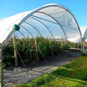 China Low Cost Plastic Film Rain Shelter Greenhouse for Berry Planting with Large Size Customizable Dimensions wholesale