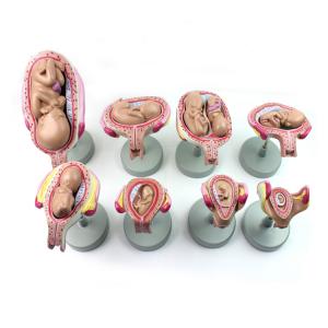 11kgs 33cm Fetal Development Models For Medical Education