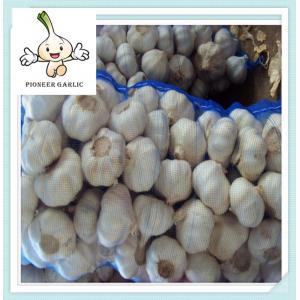 fresh high quality natural garlic for sale quality china agriculture food