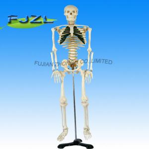 hot sale artificial human skeleton, medical life size human skeleton model