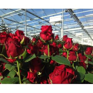 China High Output PC Sheet Greenhouse Nine Systems Combined For Flower Growing supplier