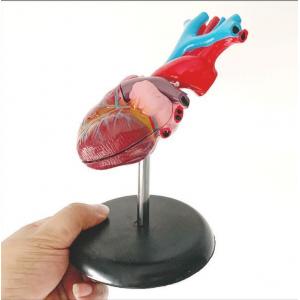 Anatomy Human Body Organs Model / Heart Training Visceral  Organ System Model