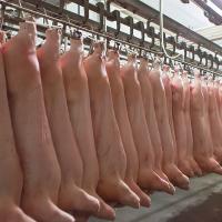 China Entreposage au froid de transformation de la viande/usine for sale