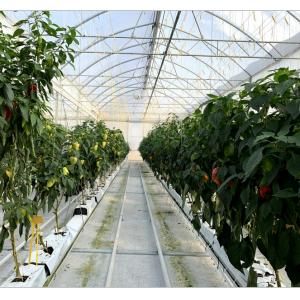 8.0m 10.0m Span Width Agriculture Greenhouse for Tomato and Vegetable