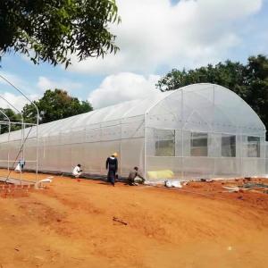 China Wind Resistance Plastic Film Greenhouse with 90% Light Transmittance supplier