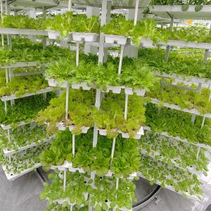 Vertical Farming Hanging Plant Hydroponic Intelligence Farming