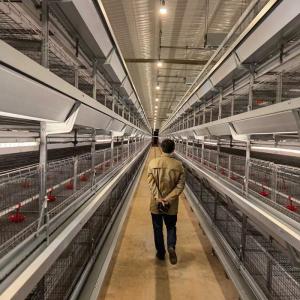 China ISO Chicken Farm Equipment Hens 3 4 Tiers Layer Cage Poultry Equipment wholesale