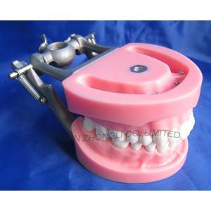 China modelo de los dientes del typdont para el contrafuerte supplier