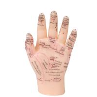 China 13cm Hand Acupuncture Point Model Chinese Acupuncture Teaching Model PVC on sale