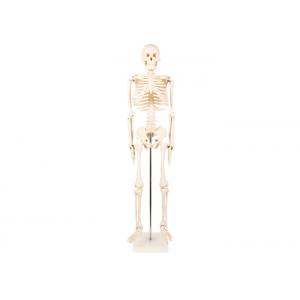 Medical Life Size Plastic Human Skeleton , Human Torso Cat Dog Skeleton