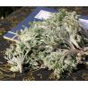 Capillary Wormwood Herb oriental wormwood capillary Artemisia capillaris Thunb