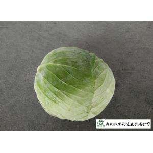 Affordable Raw Cabbage , Folic Acid And Potassium Cabbage Family Vegetables