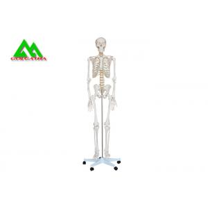 China Life Size Medical Anatomical Human Skeleton Model 97 X 45.5 X 28cm supplier