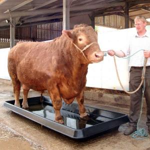 China Heavy Duty Plastic LLDPE Cattle Footbath Container Brown Color supplier