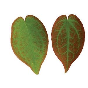 Yin Yang Huo Leaf Powder