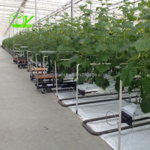 Hydroponic Farming Agriculture Greenhouse with 8m Wide Span and Transparent Design