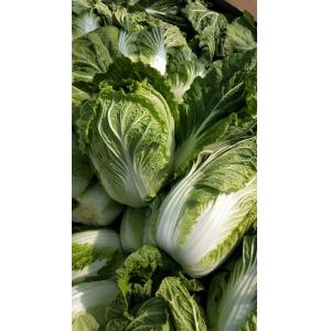 Big Size Dark Green Cabbage / Organic Green Cabbage 2.5kg / Per