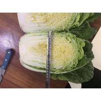 China Yummy Green Flat Head Cabbage For Nourishing Yin And Moisturizing for sale