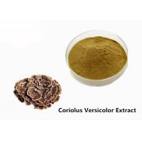 China Strengthen Physique Brown Yellow Coriolus Versicolor Extract Powder on sale