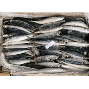 China Fresh Healthy Horse Mackerel 90g 100g Frozen Fishing Bait supplier