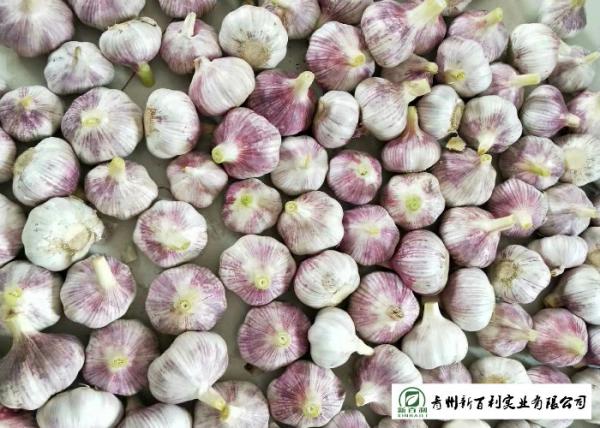 Healthy Fresh Organic Garlic , Natural Garlic Liliaceous Vegetable Type