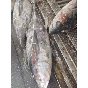 Tongzhonghe Seafrozen Whole Yellowfin Tuna 20kg up  For Canned