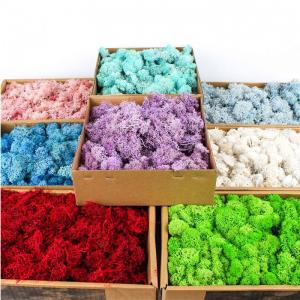 Colorful Room Decorative Natural Reindeer Moss Decoration Day