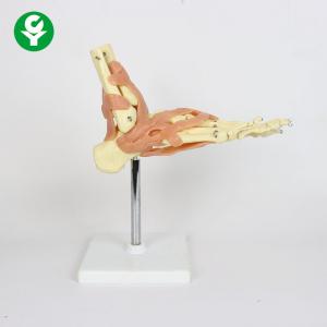Anatomical Skeleton Foot Ankle Joint Model 15X15X15cm Packaging Size 