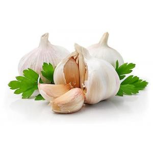 High Quality Green agricultural organic fresh garlic-ecologic product