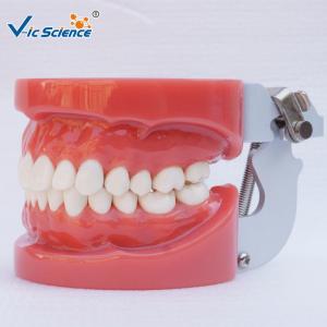 China Standard Dental Study Models 28/32 Pcs Typodont Model For Bilological supplier