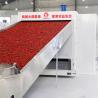 SUS304 Mesh Belt Pulse Air Supply Chili Dryer Machine Industry Agricultural