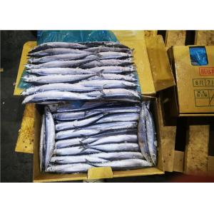 China Fresh Seafood #1 Bulk Healthy Frozen Pacific Saury supplier