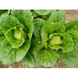 Non Polluting Fresh Green Cabbage For Large Supermarkets / Farmer'S Markets