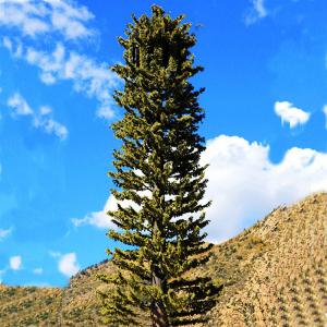 Artificial Trees And Plants Communication Antennas Cell Towers 10-50m