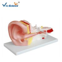 China Middle Ear Medical Science Human Anatomical Model For School Study on sale