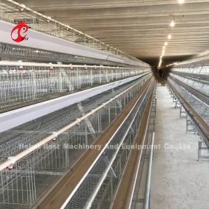 Automatic Hdg Battery System Of Poultry Farming With Nipple Drinker Rose