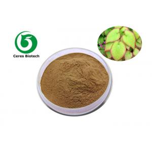 Natural Horny Goat Weed Epimedium Extract Icariin 20% for Man Healthcare