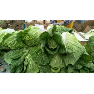 China No Slight Crack Organic Chinese Cabbage For Frying / Simmering / Mixing supplier