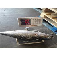 China Whole Round BQF 5kg 10kg Yellowfin Fresh Frozen Tuna on sale