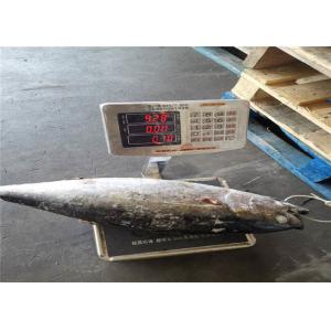 Whole Round BQF 5kg 10kg Yellowfin Fresh Frozen Tuna