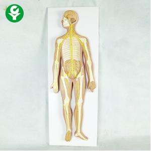 Movable Human Body Skeleton Model / Life Size Anatomy Skeleton By Nervous System